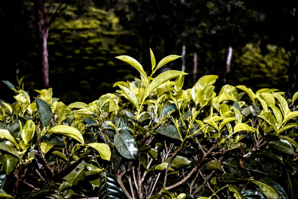 Sri Lanka Çayları — Seylan ın Altın Çay Yaprakları